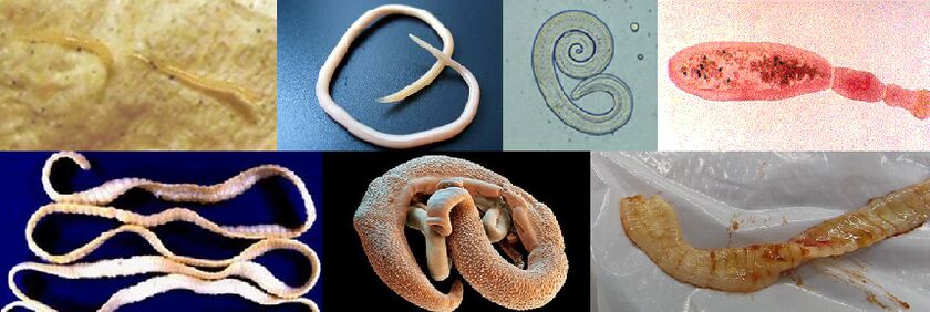 Verschiedene Arten von Parasiten