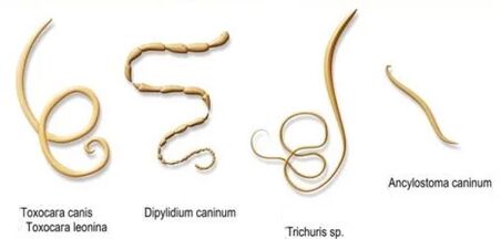 Würmer und ihre Namen