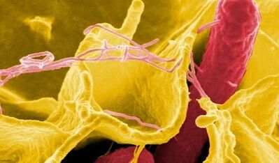 Zeichen von Parasiten im menschlichen Körper