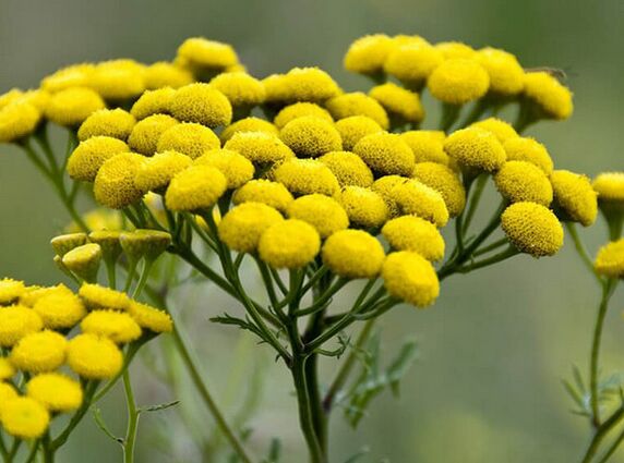 Rainfarn ist ein Mittel gegen Parasiten